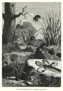 Metamorfoserne af Anthophora personata (gravering) af English School