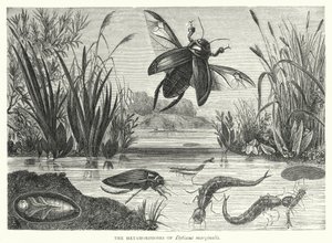 Metamorfoserne af Dytiscus marginalis (gravering) af English School
