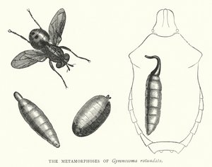 Metamorfoserne af Gymnosoma rotundata (gravering) af English School