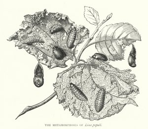 Metamorfoserne af Lina populi (gravering) af English School