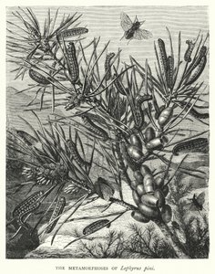 Die Metamorphosen von Lophyrus pini