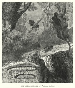 Tabanus bovinus