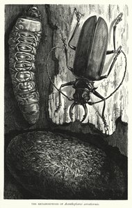 Metamorfosen af Acanthophorus serraticornis (kobberstik) af English School