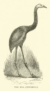 Moa, Dinornis af English School