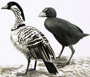 Ne-Ne eller hawaiisk gås og takahe fugl af English School