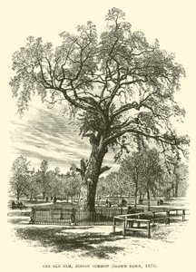 The Old Elm, Boston Common, blæst ned, 1876 af English School