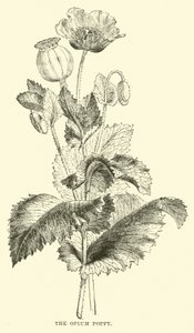 Opiumsvalmuen af English School