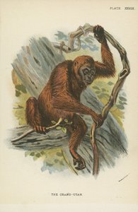 Orang-Utan af English School