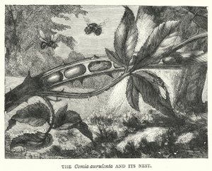 Osmia aurulenta og dens rede (gravering) af English School