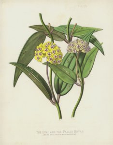 Oval og Pallid Hoya, Hoya Ovalifolia og Pallida af English School