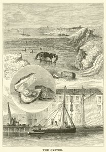 Østers (gravering) af English School