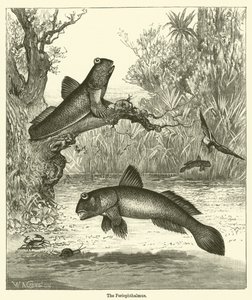 Periophthalmus (gravering) af English School