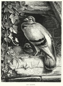 Duerne (gravering) af English School