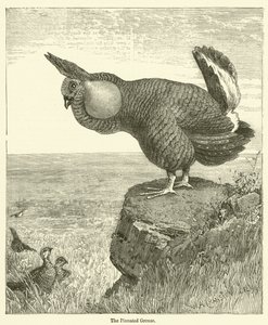 The Pinated Grouse (gravering) af English School