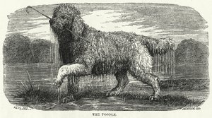 Pudlen (kobberstik) af English School