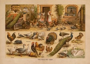 The Poultry Yard (farvelitografi) af English School