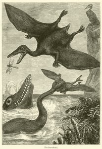 Pterodactyl (kobberstik) af English School