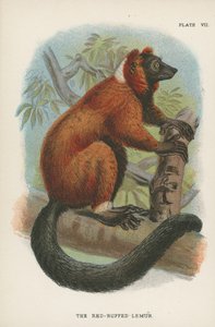 Den røde lemur af English School