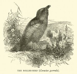 Rullefuglen, Coracias garrula af English School