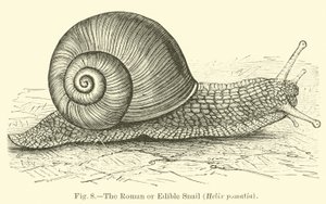 Den romerske eller spiselige snegl (Helix pomatia) af English School