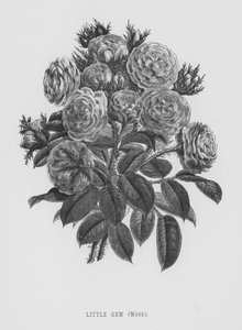 Rosenhaven: Lille perle, mos (gravering) af English School