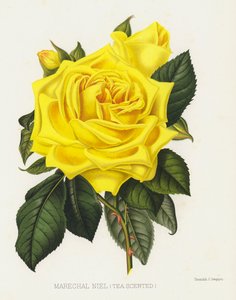 Rosenhaven: Marechal Niel, teduftende af English School