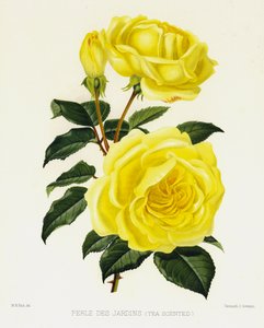 Rosenhaven: Perle Des Jardins, teduftende af English School