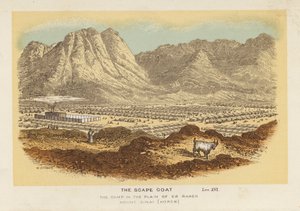 Scape-geden, lejren på Er Raheh-sletten Sinai-bjerget, Horeb af English School