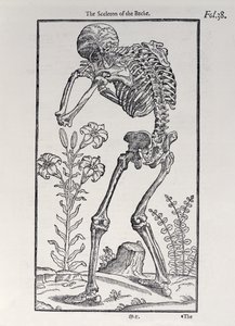 The Skeleton of the Backplate fra The History of Man udgivet af John Banister (1540-1610), 1578 af English School