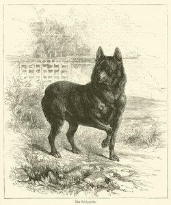 The Schipperke (gravering) af English School