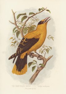 Den skarpnæbbede Oriole, Oriolus Acrorhyncus (farve litho) af English School