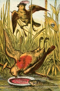 Spurven, Cock Robin og fisken af English School