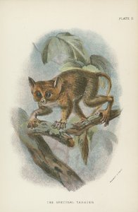 Den spektrale Tarsier af English School