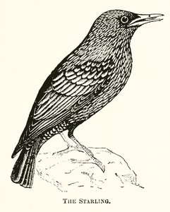 Stæren af English School