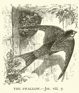 Die Schwalbe, Jeremia, viii, 7 (Gravur)