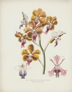 Den trefarvede Vanda, Vanda Tricolor af English School