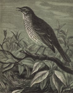 Droslen (gravering) af English School