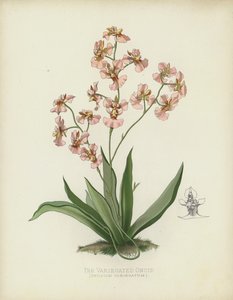 Den brogede oncid, Oncidium Variegatum af English School