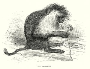 The Wanderoo (gravering) af English School