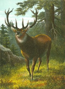 Wapiti af English School