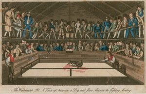 The Westminster Pit: Et opgør mellem en hund og Jacco Macacco, den kæmpende abe af English School