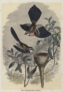 Der Weißschwanz-Fächerschwanz von English School