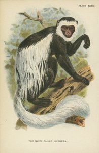 Den hvidhalede Guereza af English School