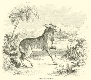 Den vilde røv af English School