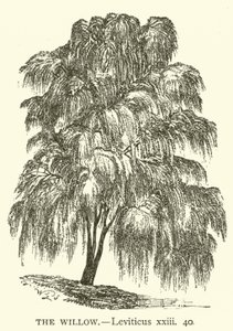 Pilen, Tredje Mosebog, xxiii, 40 (gravering) af English School