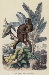 The Woolly Lemur, Lemur laniger (farvet gravering) af English School