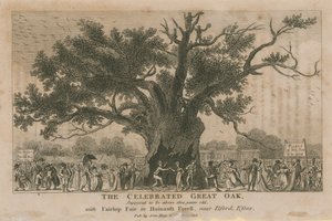 Die berühmte Große Eiche, die über 1800 Jahre alt sein soll von English School