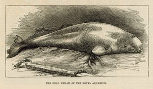 Den døde hval ved Royal Aquarium af English School
