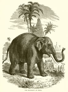 Indiens elefant af English School
