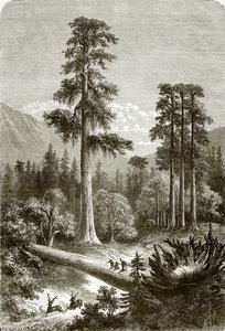 De store fyrretræer i Sonora af English School